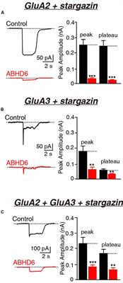 The Inhibitory Effect of <mark class="highlighted">α/β-Hydrolase Domain-Containing 6</mark> (ABHD6) on the Surface Targeting of GluA2- and GluA3-Containing AMPA Receptors